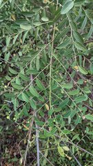 Phyllanthus reticulatus reticulatus