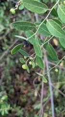 Phyllanthus reticulatus reticulatus