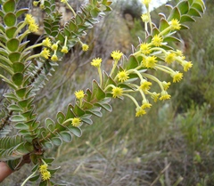 Struthiola argentea