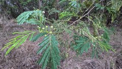 Leucaena leucocephala