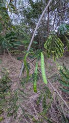 Leucaena leucocephala