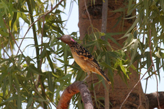 Chlamydera guttata