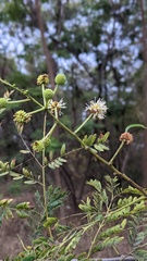 Leucaena leucocephala