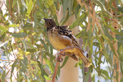 Chlamydera guttata
