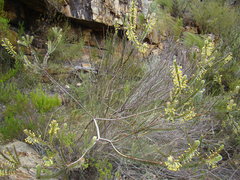 Struthiola argentea