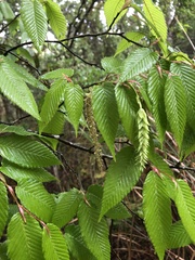 Carpinus rankanensis