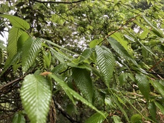 Carpinus rankanensis