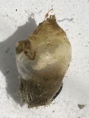 Molgula manhattensis