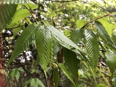 Carpinus rankanensis