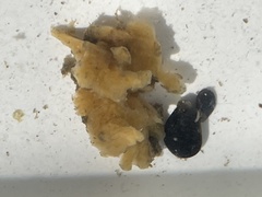 Halichondria bowerbanki