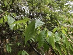 Carpinus rankanensis