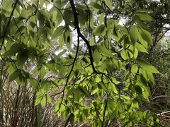 Carpinus rankanensis