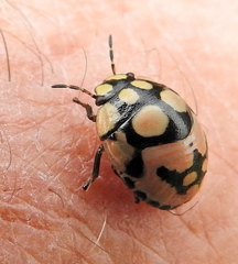 Steganocerus multipunctatus