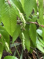 Carpinus rankanensis