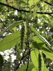 Carpinus rankanensis