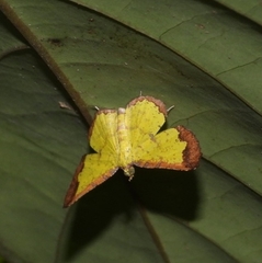 Corymica latimarginata
