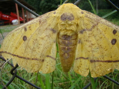 Eacles imperialis
