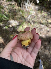 Boletus leptospermi