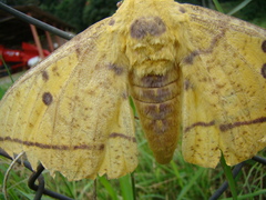 Eacles imperialis