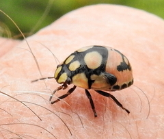 Steganocerus multipunctatus
