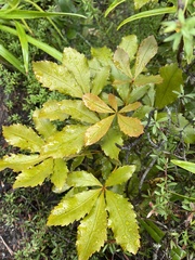 Pseudopanax discolor