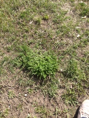 Achillea millefolium