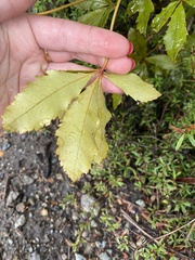 Pseudopanax discolor