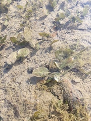 Halophila ovalis