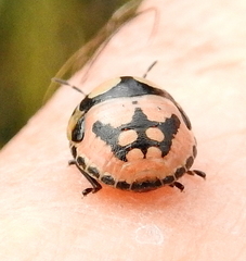 Steganocerus multipunctatus