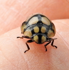 Steganocerus multipunctatus