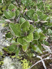 Olearia furfuracea