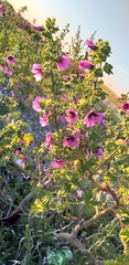 Malva arborea