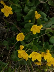 Caltha palustris palustris