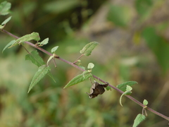 Hibiscus vitifolius