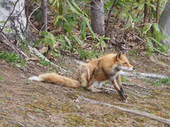 Vulpes vulpes schrencki
