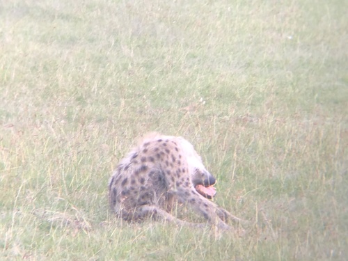 Spotted Hyena (Crocuta crocuta)