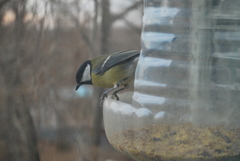 Parus major