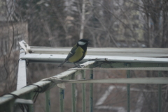 Parus major
