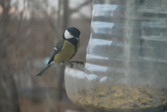 Parus major