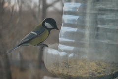 Parus major