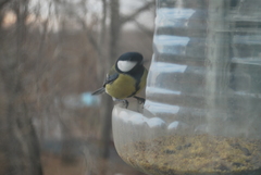 Parus major