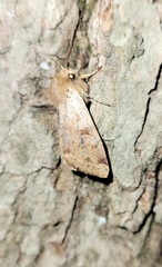 Orthosia rubescens