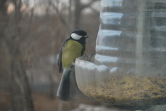 Parus major