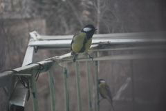 Parus major