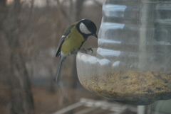 Parus major