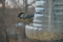 Parus major