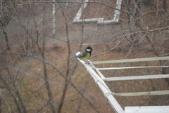 Parus major