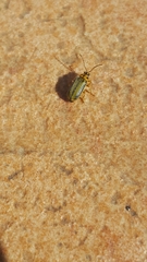 Xanthogaleruca luteola