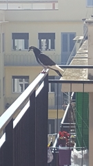 Columba livia domestica