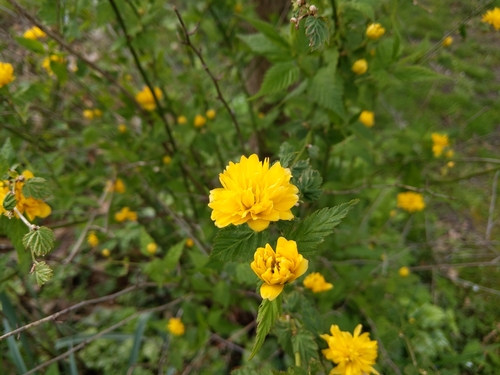 Kerria japonica